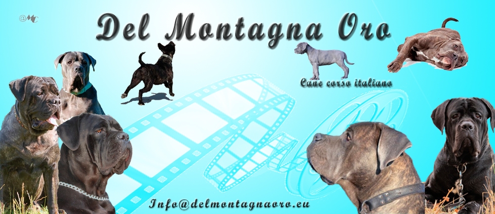 Del Montagna Oro