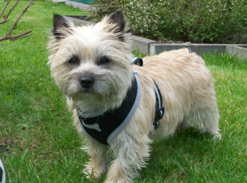 Biba cairn terrier